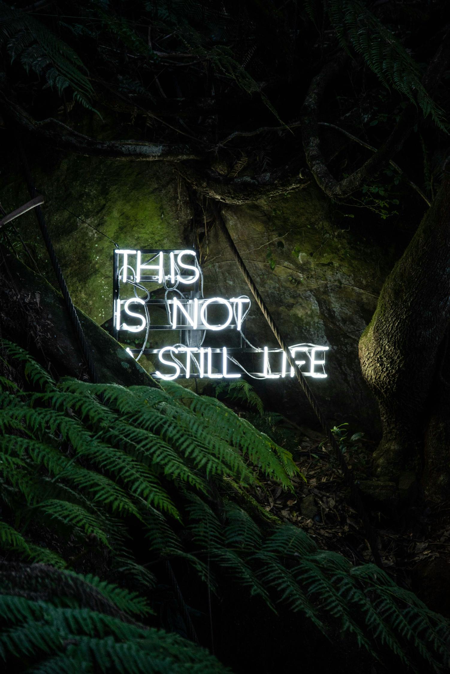 雪鷹領(lǐng)主最新章節(jié)更新，熱血冒險(xiǎn)與成長(zhǎng)之旅