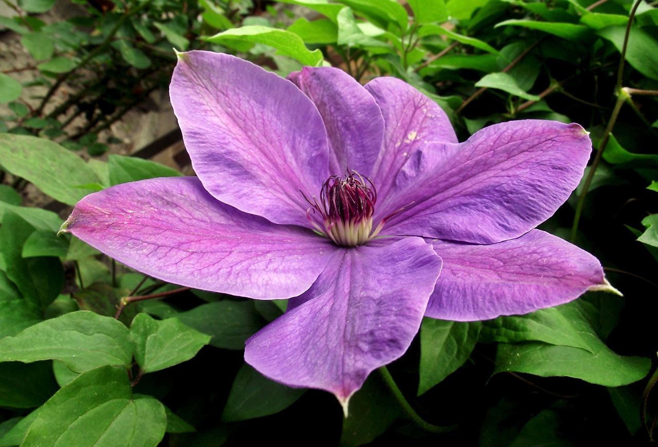 保定朝陽花園最新動(dòng)態(tài)揭秘，未來美好藍(lán)圖展望