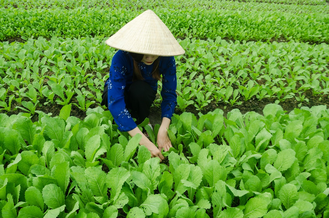 三亞海坡村最新概覽，最新發(fā)展動(dòng)態(tài)與現(xiàn)狀解析