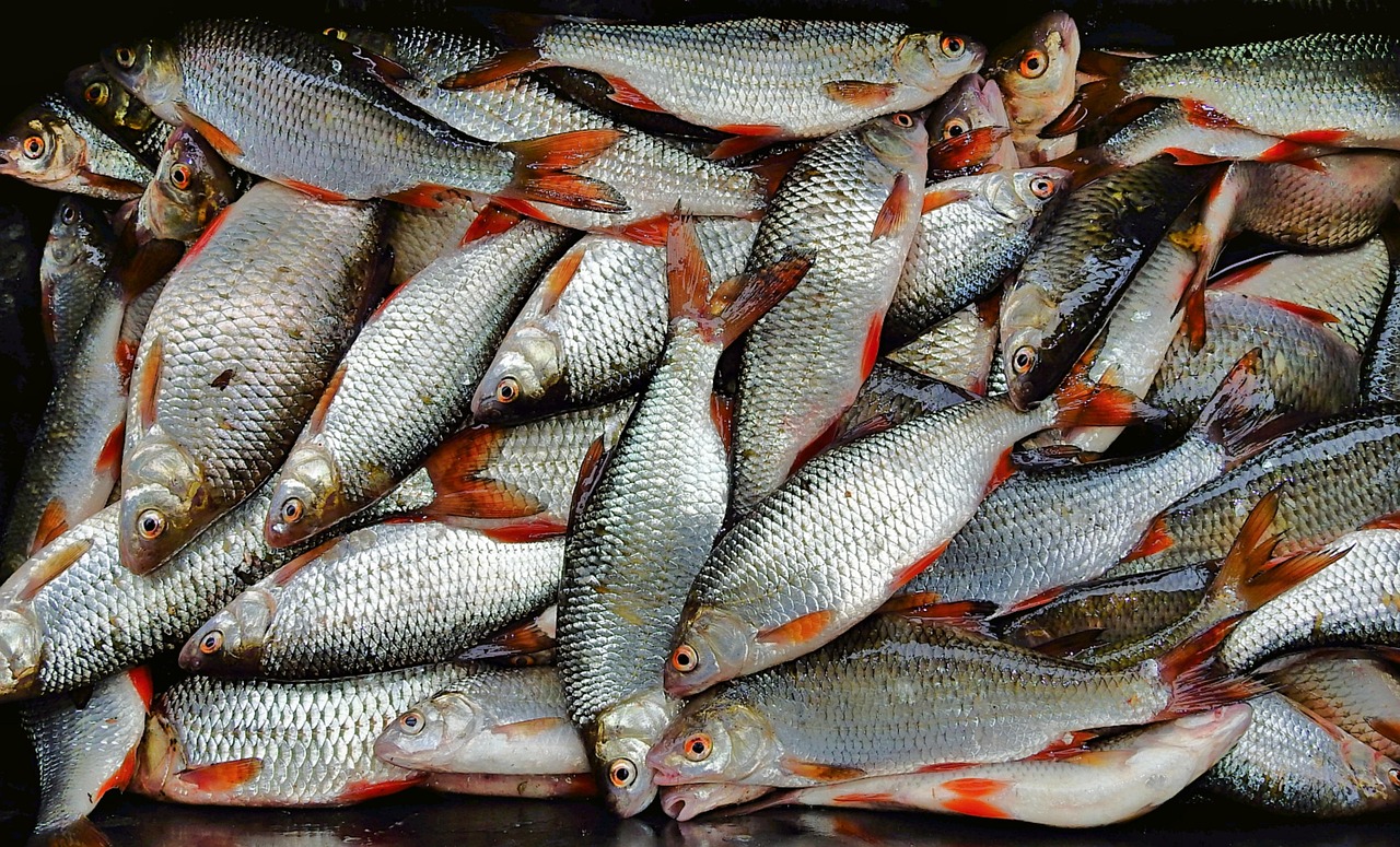 浦魚達(dá)人最新版本下載，全新功能與特色體驗