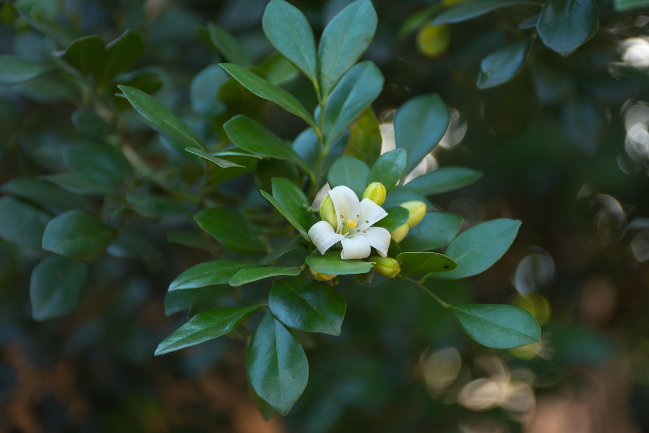 中醫藥法最新動(dòng)態(tài)，邁向現代化與規范化的新征程